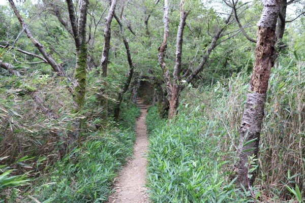 🏯 이이모리 성터(이이모리야마조아토) 이미지 4